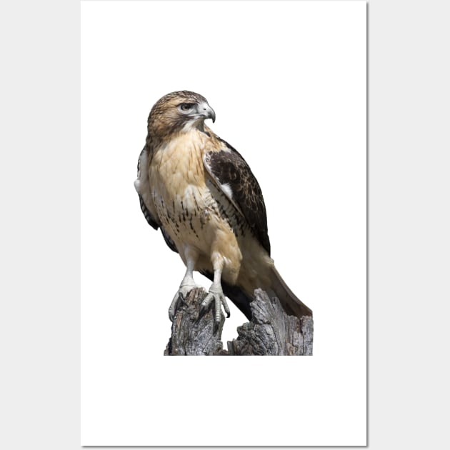 Red Tailed Hawk Wall Art by dalekincaid